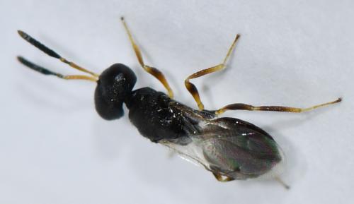 Conomorium sp.